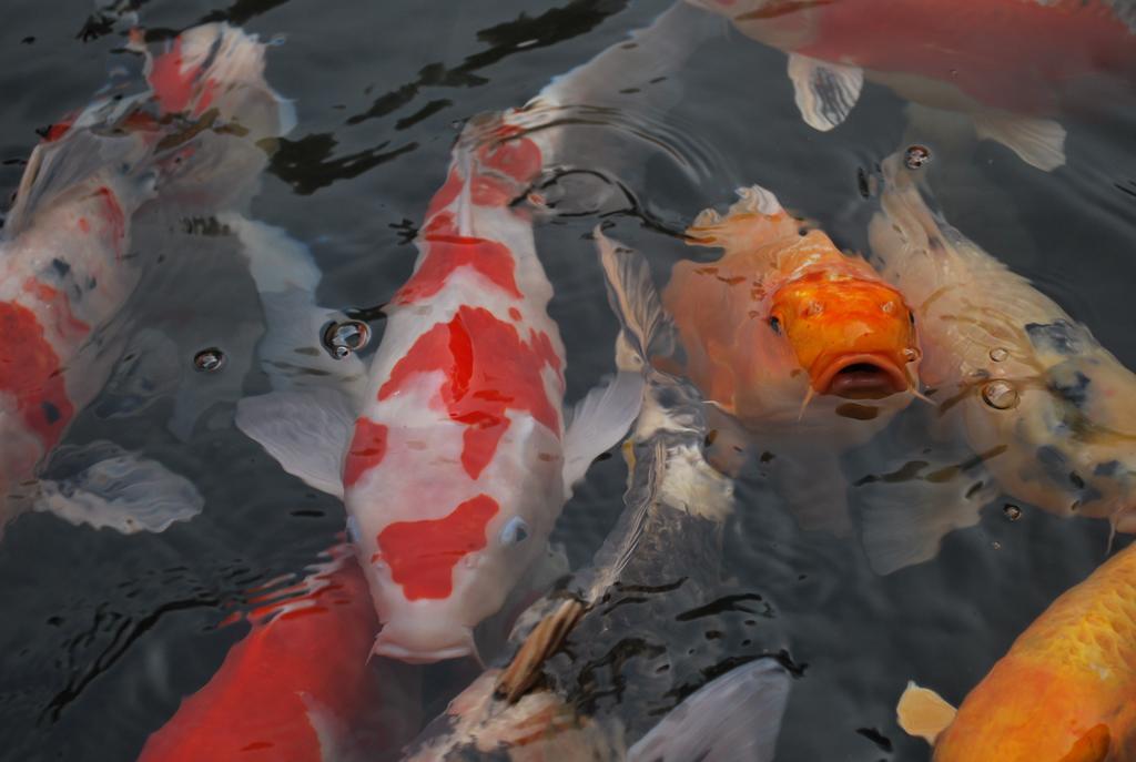 Akizuki Spa Ryokan Seiryuan Asakura  Dış mekan fotoğraf